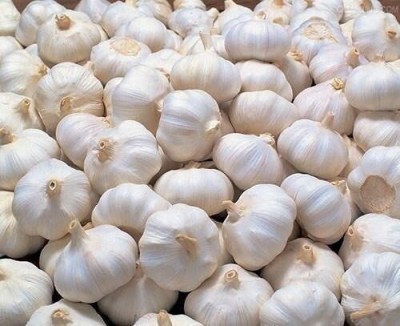 KANAYA Red Garlic Hybrid Seed(5 per packet)