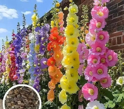 Rudraa Hybrid Hollyhock Mixed Flower Seeds – Tall Colorful Blooms Seed(20 per packet)