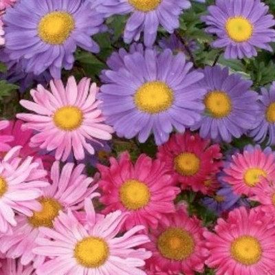 CYBEXIS (Aster Alpinus Mix)- Mix Colors Seed(1 g)