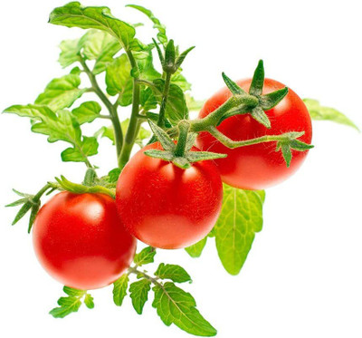 CYBEXIS Mini Tomato Seeds2000 Seeds Seed(2000 per packet)