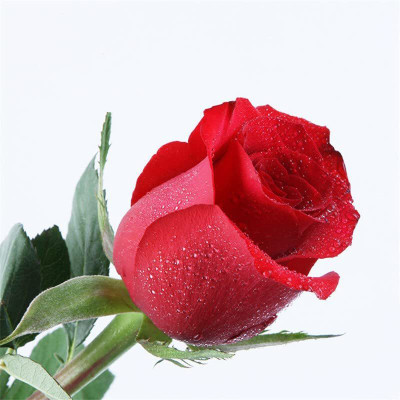 VibeX ® LXI-594 Rare Rose Flower Seeds Seed(50 per packet)