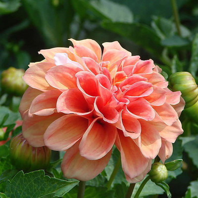 VibeX GUA-83 - Mixed Color Dahlia Non-GMO Fresh - (60 Seeds) Seed(60 per packet)