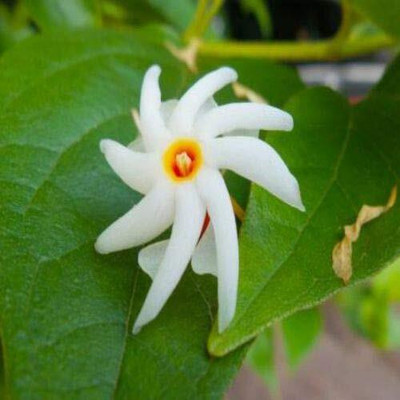 Aywal Harshringar Flower Seed(70 per packet)