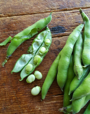 WANCY Broad Beans बाकला फली Vegetable Seed(40 per packet)