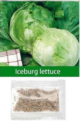 Quentova Iceburg Lettuce 2.5gm-NTL-11O Seed(2000 per packet)