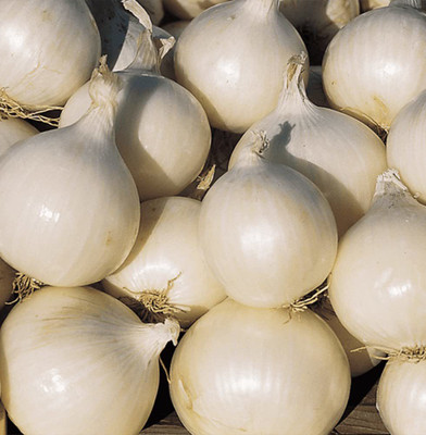 Aywal White Onion Seed(3000 per packet)
