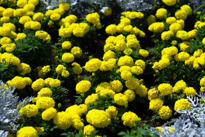 VERTEX AGENCIES marigold/gende ka phool flower seeds Seed(50 per packet)