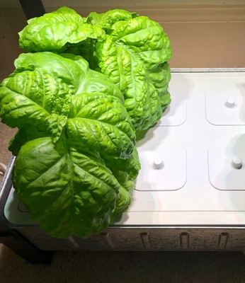 VibeX ® XLR-60 Basil Seeds,Lettuce Leaf Seed(1000 per packet)