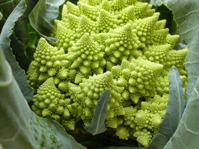 CYBEXIS Romanesco Cauliflower (Romanesco Broccoli)2000 Seeds Seed(2000 per packet)