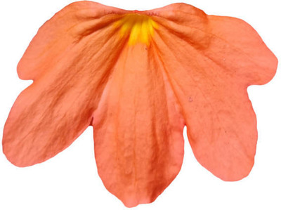 FEVESTA kanakambaram-firecracker-crossandra Seed(39 per packet)
