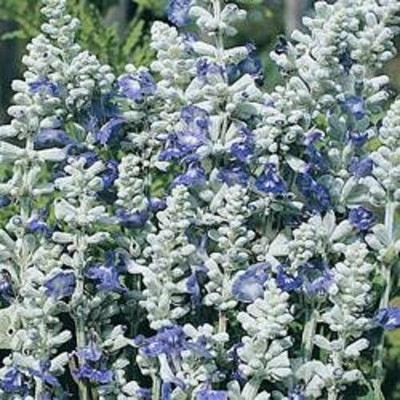 Epazo Salvia Mix Flower Seed(135 per packet)