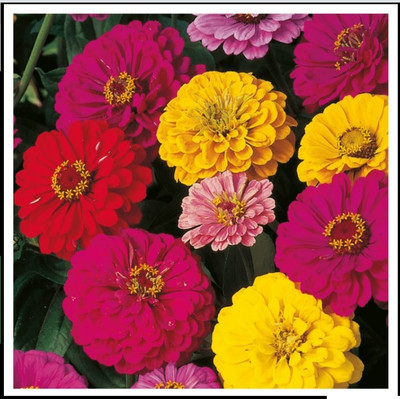 UGRA Premium Quality Zinnia Mixed Seed(20 per packet)