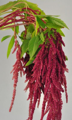 Lorvox Amaranthus Burgundy Red/ Dark Green Flower Seed(15 per packet)