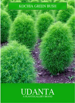 Udanta Kochia Green Bush Seeds For Home Gardening Seed(1 per packet)