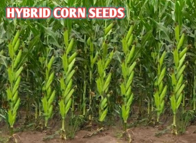 HYBRID 250g highest yield corn seeds long bhutta Seed(250 g)