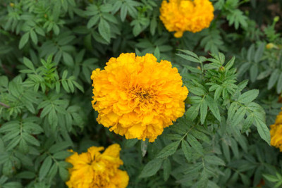 PABBA marigold/gende ka phool flower seeds Seed(25 per packet)