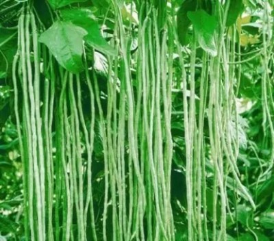 SUAA Long Yard Beans Seed(50 per packet)