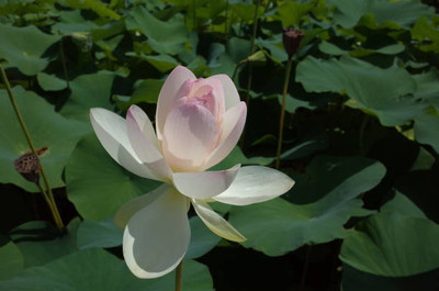 SIDDHI AGENCIES lotus,kamal seeds Seed(13 per packet)