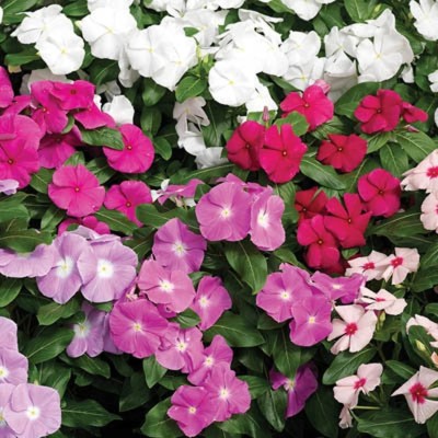 Quentova Vinca rosea flower-LIV-8A Seed(50 per packet)