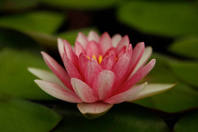 VEERAVI lotus,kamal gatta Seed(10 per packet)