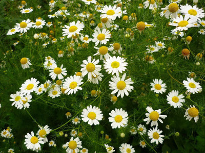 VibeX German Chamomile Seed(750 per packet)