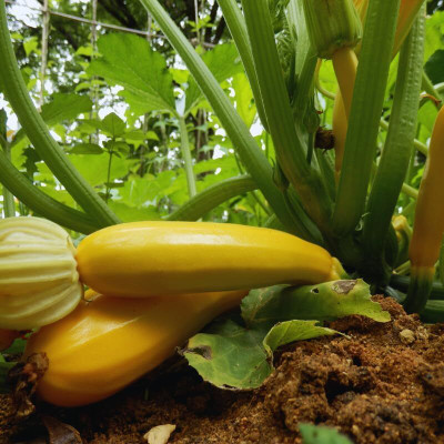 KNESSiN Hybrid Yellow Zucchini Vegetable Seeds for Kitchen Gardening - (40 Seeds) Seed(40 per packet)