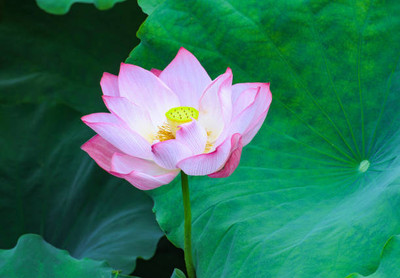THAMMAR lotus,kamal gatta Seed(11 per packet)