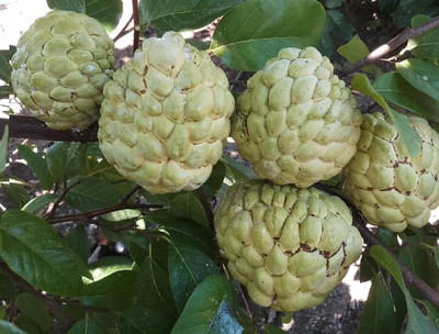 Aywal custard apple Seed(7 per packet)
