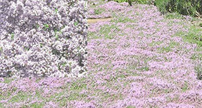 VibeX GBPUT-27 - Wooly Creeping Thymus - (1350 Seeds) Seed(1350 per packet)