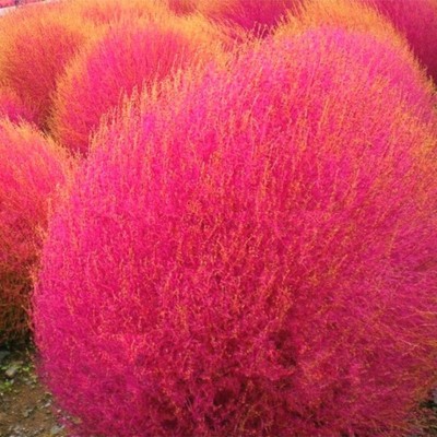 Availstore Hybrid Kochia Plant Seeds Seed(20 per packet)