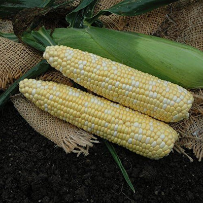 Qualtivate PUAS-1A Sweet Corn Kickoff Xr Seed(400 per packet)