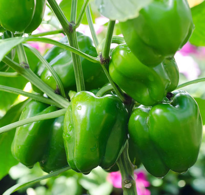 Biosnyg Hybrid Mix Capsicum Seeds For Gardening-(100 Seeds) Seed(100 per packet)