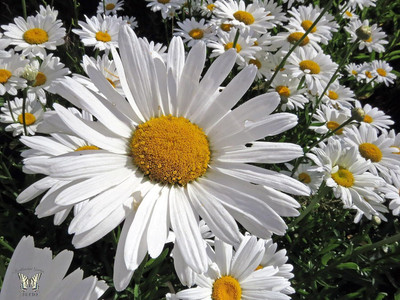 Qualtivate LX-278 Giant Ornamental Meadow Chamomile Seed(250 per packet)
