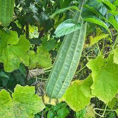 XOLDAA FI QUALITY RIDGE GOURD Seed(16 per packet)
