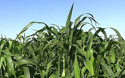BSARKAR Sudan grass seed, Grass seed Seed(100 per packet)