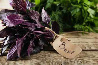 Qualtivate XLR-71 Basil Red Rubin Seeds Seed(1000 per packet)