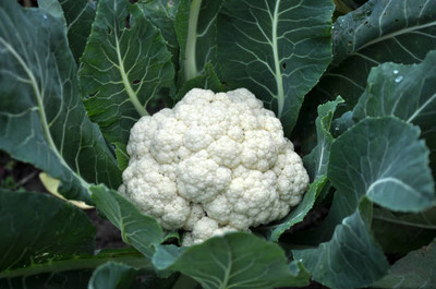 parrot creation white cauliflower,gobhee seeds Seed(13 per packet)