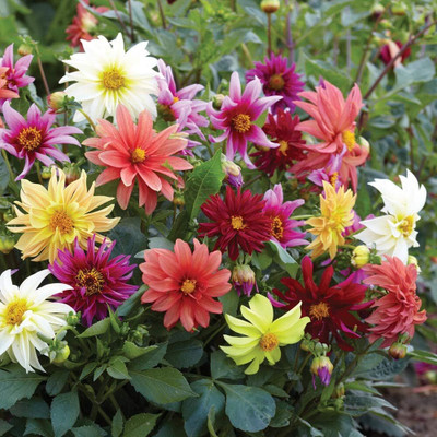 LPR DAHLIA Seed(20 per packet)