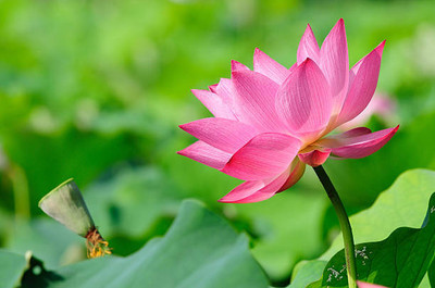 sharpvaishno lotus,kamal gatta Seed(10 per packet)