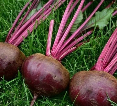 CEZIUS Seeds for Home Gardening Organic Beetroot Turnip Egyptian-a6C Seed(440 per packet)