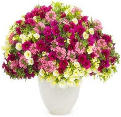 CYBEXIS LX-98 - Petunia Flower for Planting Mixed Colour - (540 Seeds) Seed(540 per packet)