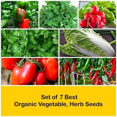 CYBEXIS capsicum, Methi, Coriander, Tomato, Red chilli, Radish Scarlet, Cabbage Chinese Seed(10 g)