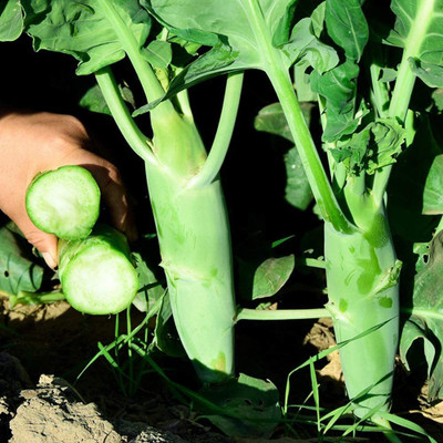 CYBEXIS Chinese Broccoli Seeds 2000 Seeds Seed(2000 per packet)