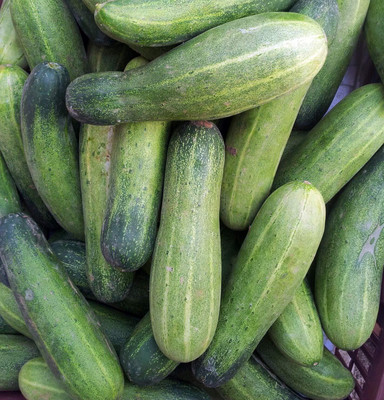 Qualtivate HUA-8A KHEERA/CUCUMBER Seed(300 per packet)