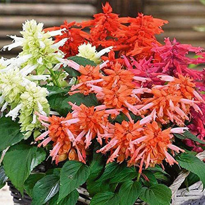 KANAYA Salvia Mix Flower Seed(20 per packet)