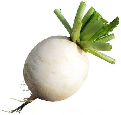 CYBEXIS Radish Seeds Heirloom Vegetable Seeds600 Seeds Seed(600 per packet)