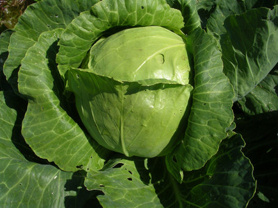 Flipkart SmartBuy Cabbage Plant Seed(25 per packet)