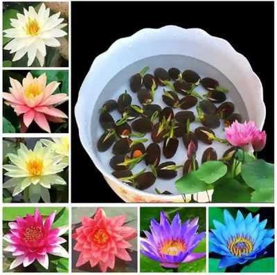 AMAJIT Lotus Mix Flower Seeds-For Home Garden Seed(11 per packet)