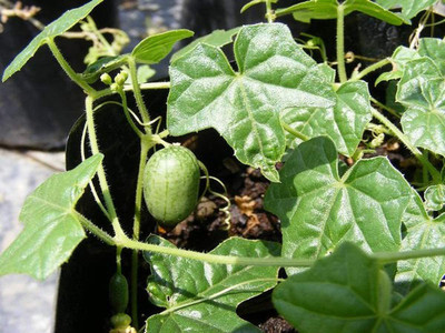WILLVINE LXI-379 Heat Tolerant Miniature Watermelon Seeds Seed(100 per packet)