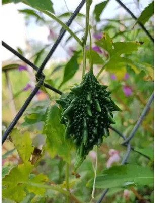 Ankur Farm Bitter Gourd, Karela Seed, Ucche Seed(11 per packet)